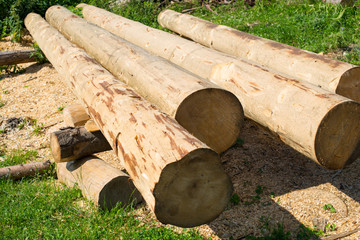 Peeled thick logs in the log house construction yard
