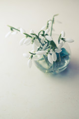 Snowdrop