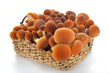 cestino di funghi pioppini