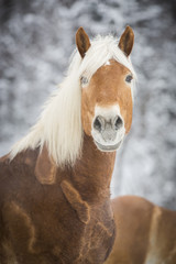 Haflinger im Schnee