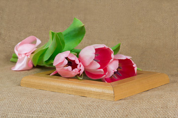 Three pink tulips with satin ribbon lying on the wooden frame