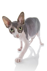Sphynx cat