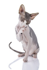 Obraz premium Sphynx cat
