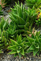 Aloe breviforia, Liliaceae, southern Africa