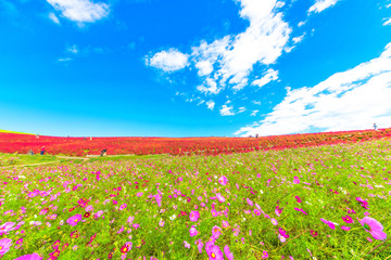 Field of cosmos flowers under the sky