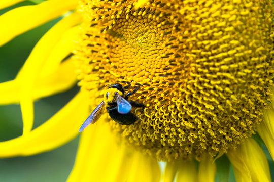 Carpenter bee on the center of Titan sunflower