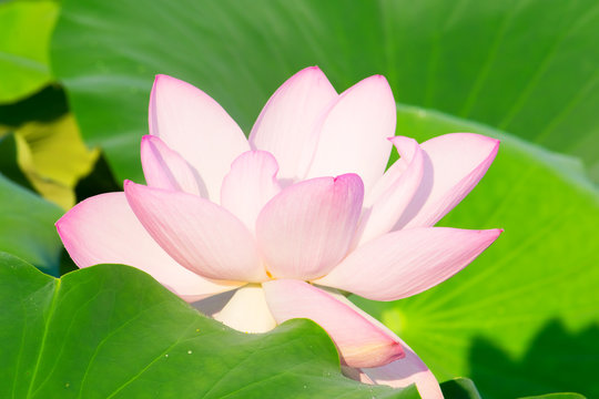Pink lotus flower