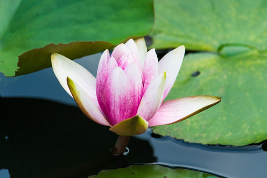 Red water lily