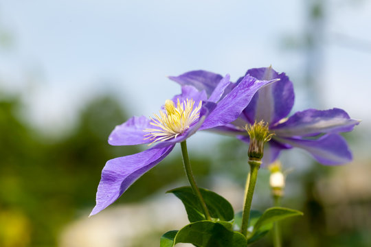 Purple clematis flower