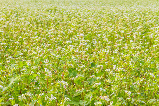 Buckwheat field