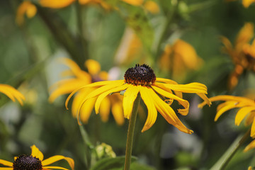 yellow echinacea