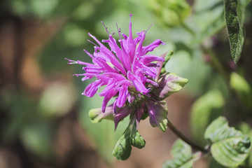 flower in the garden
