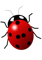 Ladybird