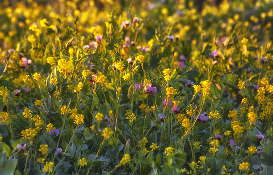 Erba medica, fiori di campo