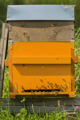 Beehive