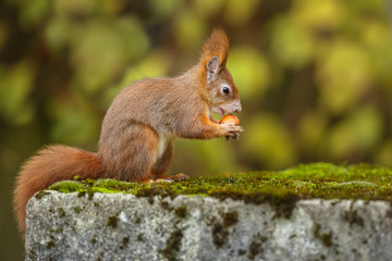 Urban squirrel