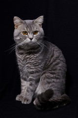 Obraz premium Cat in black