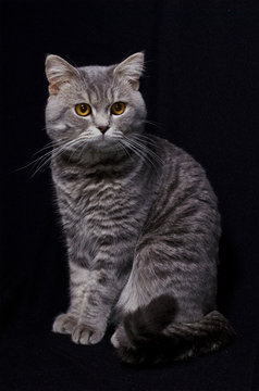 Cat in black