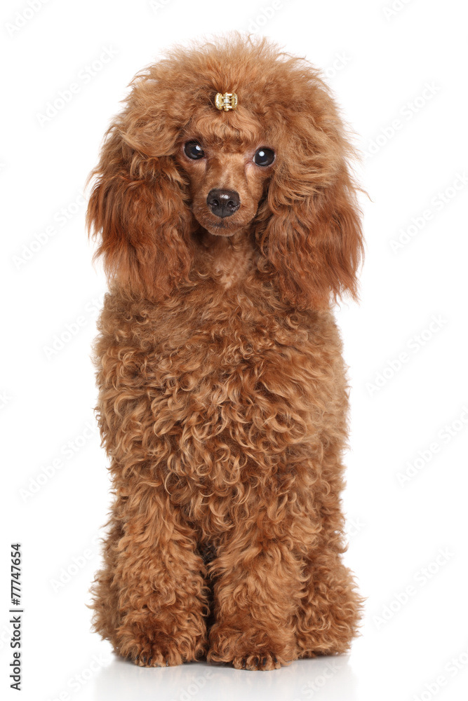 Poster red miniature poodle