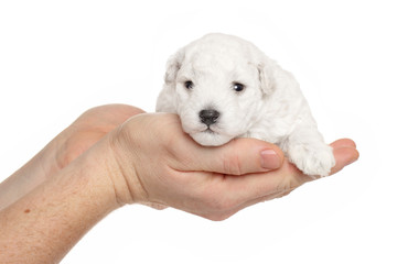 Obraz premium Toy Poodle puppy in hands