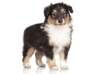 Sheltie puppy posing on white background