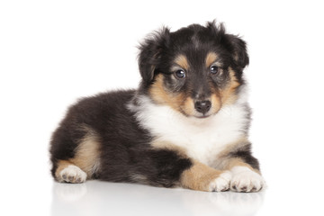 Shetland Sheepdog puppy portrait