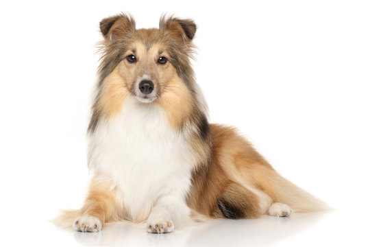 Portrait of Shelti on white background