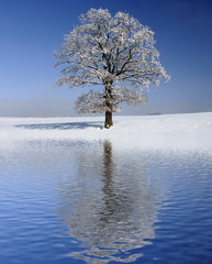 Fototapeta na wymiar Baum im Winter am See
