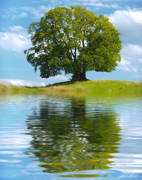 Linde Baum Laubbaum mit Spiegelung im See