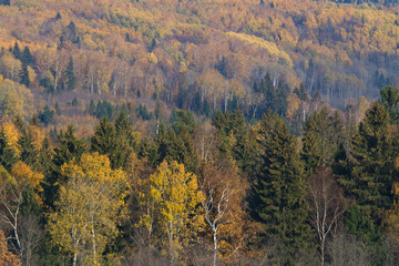 Autumnal mixed forest