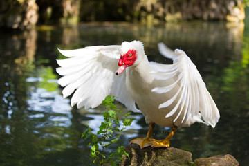 Muscovy Duck