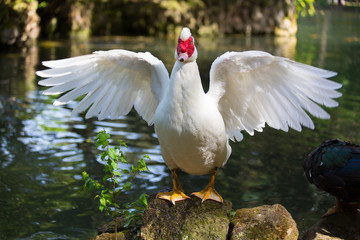 Muscovy Duck