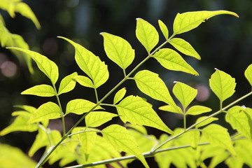 Fototapeta na wymiar Leaves in the sun