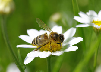 Plakat Bee on flower