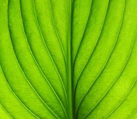 green leaf texture