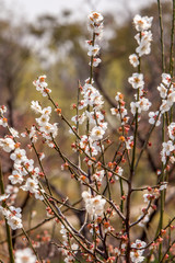 Kirschblüten