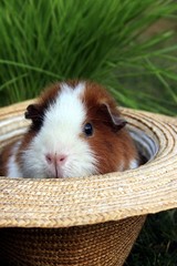 Ein Meerschweinchen schaut aus Hut, Gras,Garten