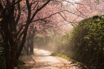 Fototapeta premium Cherry Blossom and sakura on road