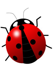 Ladybird