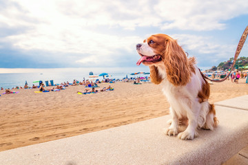 Hund im Urlaub, Hund am Strand,