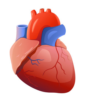 Human heart