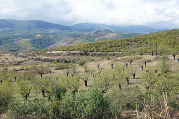 Fototapeta na wymiar plantation of mulberry trees on the background of mountains