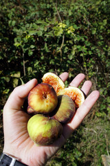 ripe figs on the palm