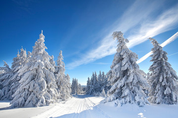 Winterlandschaft Wald