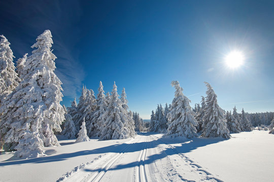 Loipen im Winterwald