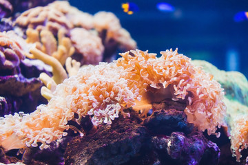 Corals in aquarium
