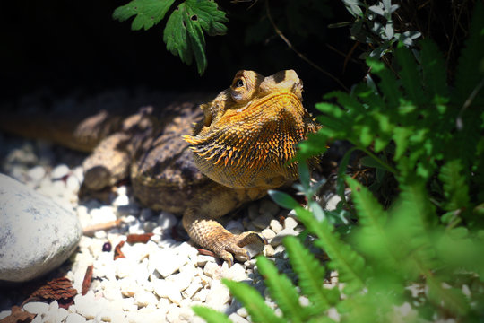 Lizard in garden