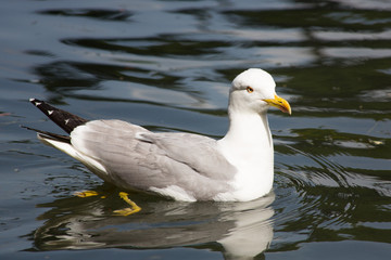 Seagull in the water