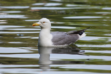 Seagull in the water