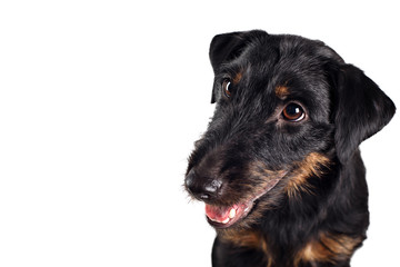 Jagd terrier studio shot, white background